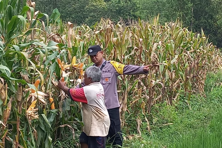 Kabar dari Kebun Jagung: Sinergi Bhabinkamtibmas dan Petani Desa Dagangan Perkuat Ekonomi