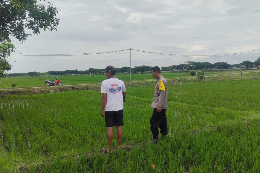 Turun ke Sawah, Bhabinkamtibmas Polsek Balerejo Semangati Petani Glonggong Genjot Produksi Padi